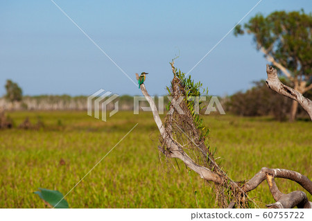 Kakadu National Park 60755722