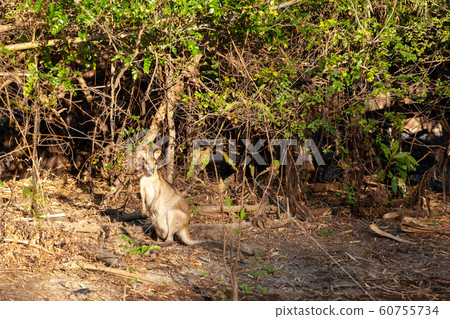 Kakadu National Park 60755734