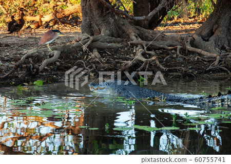 卡卡杜國家公園 60755741