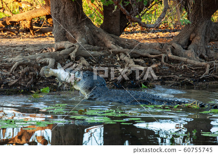 卡卡杜國家公園 卡卡杜國家公園 60755745