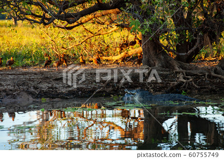 Kakadu National Park 60755749