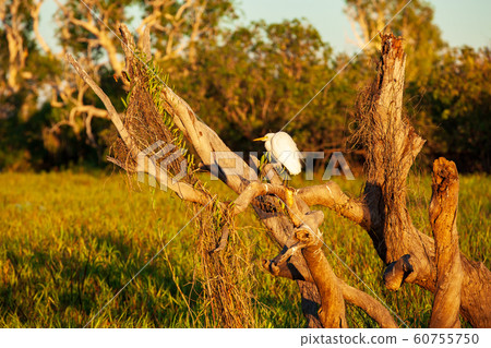 Kakadu National Park 60755750