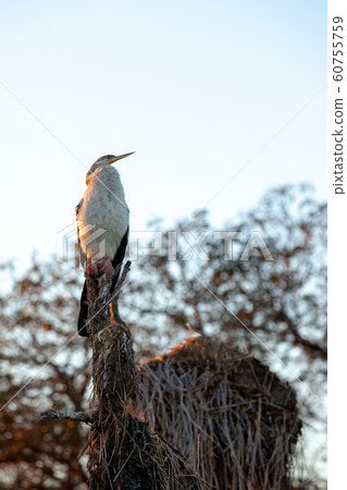 卡卡杜國家公園 卡卡杜國家公園 60755759
