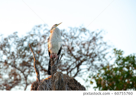 卡卡杜國家公園 60755760