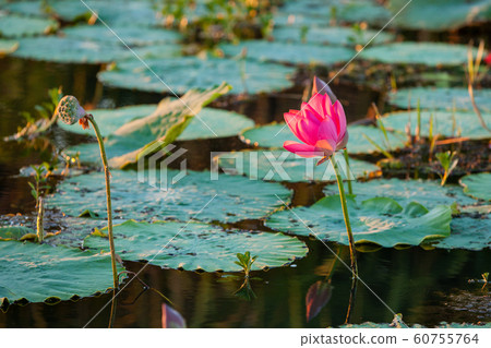 Kakadu National Park 60755764