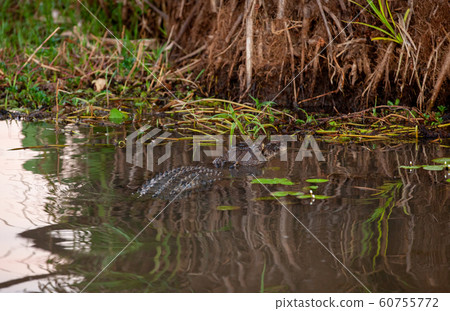 Kakadu National Park 60755772