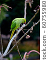 Wakake Honsei Parakeet 1 60755980