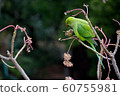 Wakake Honsei Parakeet 2 60755981