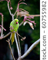 Wakake Honsei Parakeet 3 60755982