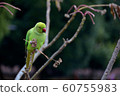 Wakake Honsei Parakeet 4 60755983