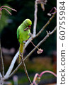 Wakake Honsei Parakeet 5 60755984