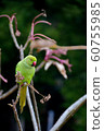 Wakake Honsei Parakeet 6 60755985