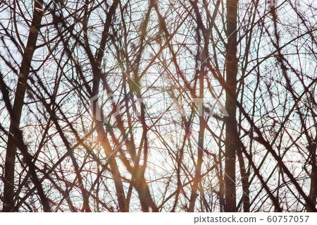 winter branches on the background of sky and sun winter branches on the background of sky and sun 60757057