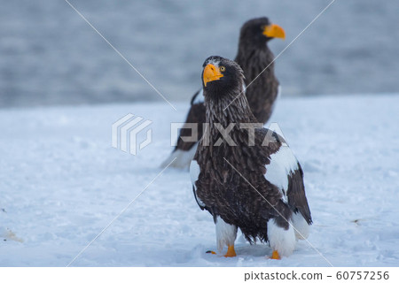 Shiretoko winter 60757256