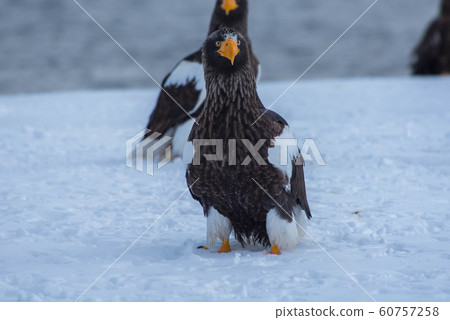 知床冬天 60757258