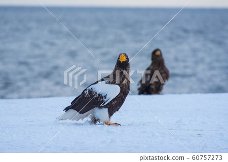 Shiretoko winter 60757273