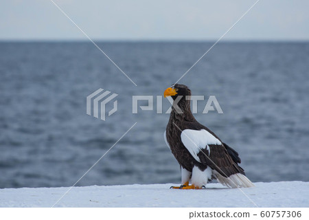 知床冬天 60757306