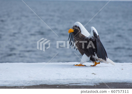 知床冬天 60757311