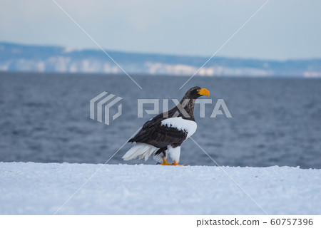 Shiretoko winter 60757396