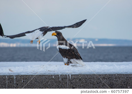 Shiretoko winter 60757397