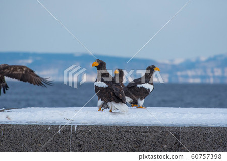 Shiretoko winter 60757398