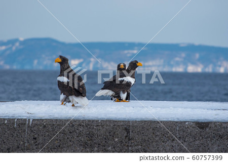 Shiretoko winter 60757399