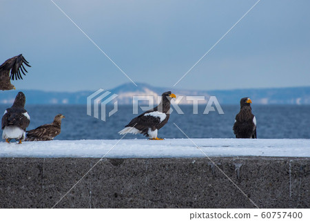 Shiretoko winter 60757400