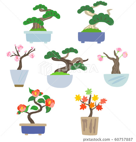 盆景室內盆栽植物 60757887