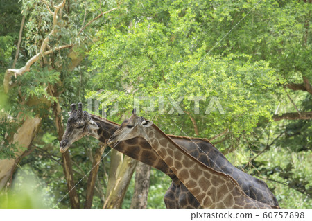 Two Giraffes, adult and juvenile giraffe under 60757898