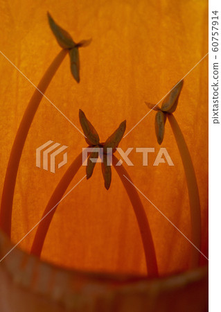 Closeup of pollen of Orange Radermachera ignea 60757914