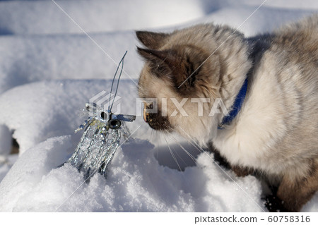 Magic Nevsky mascaraing cat with silver  christmas 60758316