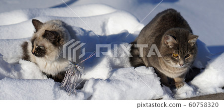 Magic Nevsky mascaraing  cat with silver  60758320