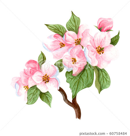 Watercolor twig of blooming apple tree. Realistic - Stock Illustration ...