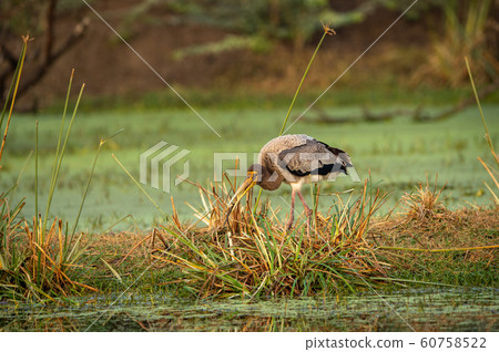 painted storks or Mycteria leucocephala juvenile in green background at keoladeo national park or bird sanctuary, bharatpur, india 60758522