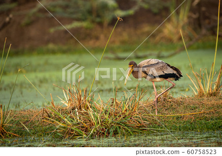 painted storks or Mycteria leucocephala juvenile in green background at keoladeo national park or bird sanctuary, bharatpur, india painted storks or Mycteria leucocephala juvenile in green background at keoladeo national park or bird sanctuary, bharatpur, india 60758523