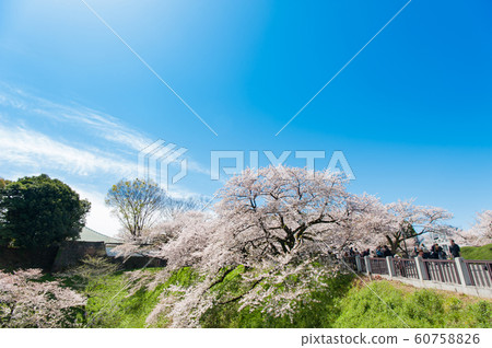 東京千代千代櫻，千代千代綠路，賞櫻花，乘船遊覽，吉野染美 60758826