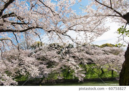 東京千代千代櫻，千代千代綠路，賞櫻花，乘船遊覽，吉野染美 60758827