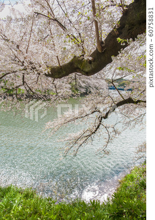 東京千代千代櫻，千代千代綠路，賞櫻花，乘船遊覽，吉野染美 60758831