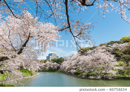 東京千代千代櫻，千代千代綠路，賞櫻花，乘船遊覽，吉野染美 60758834