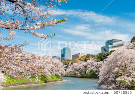 東京千代千代櫻，千代千代綠路，賞櫻花，乘船遊覽，吉野染美 60758836