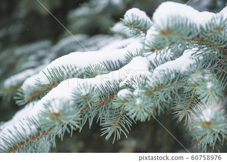 Beautiful blue spruce branch covered by fresh snow 60758976