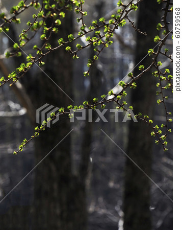Photograph of landscape nature plant New shoots of larch Entangled with green shining like a jewel 60759568