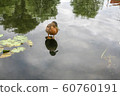 duck stands in water 60760191