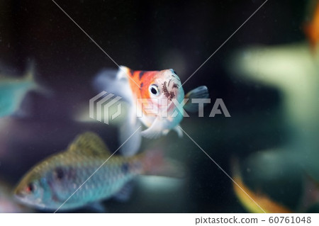 金魚龍金 60761048