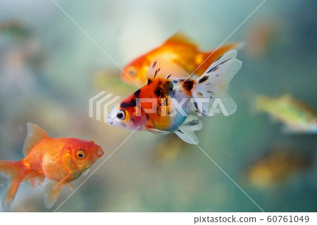 金魚龍金 60761049