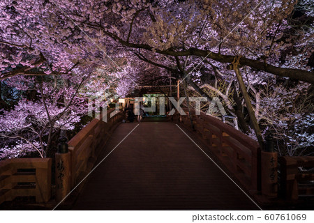 High cherry tree 60761069