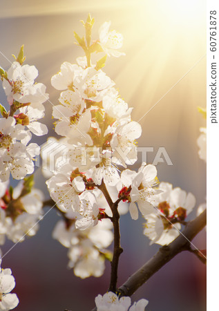 Apricot tree flower Apricot tree flower 60761878