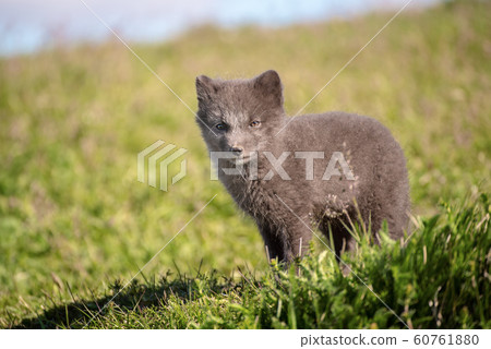 Arctic fox cub Arctic fox cub 60761880