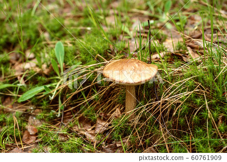 Edible wild mushroom Edible wild mushroom 60761909