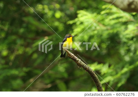 Kibitaki黃色和黑色野鳥 Kibitaki黃色和黑色野鳥 60762276